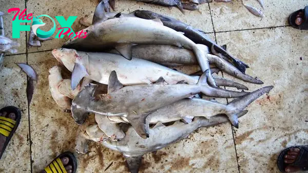 Humans now kill 80 million sharks per year, 25 million of which are threatened species