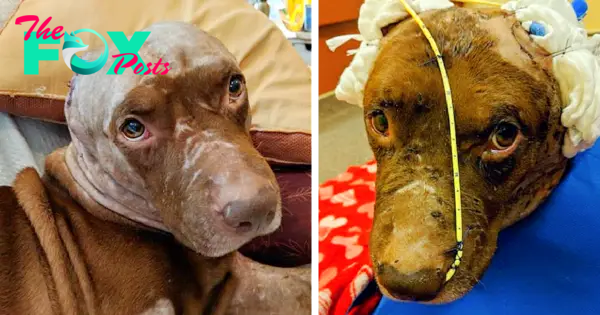 “Dog with Slit Ears Just Wants to Hug and Find a Permanent Home”