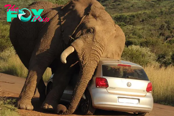 rin While a New Elephant in South Africa Becomes Angry, Tourists Remain in Their Vehicles