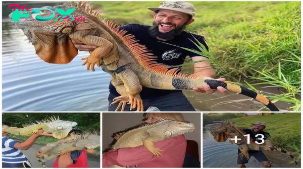 The biggest iguana on the planet with a weight of over 100kg makes everyone surprised ‎