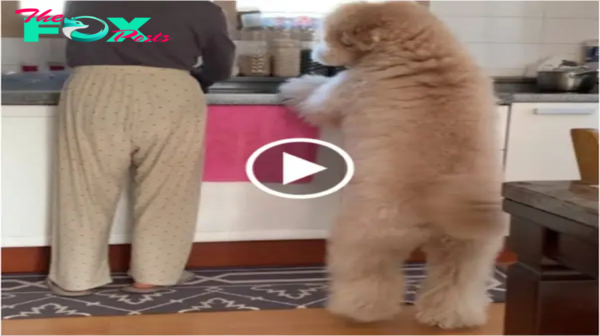 La comunidad online quedó sorprendida y conmovida cuando un perro le llevó un cuenco a su madre mientras ella lavaba los platos