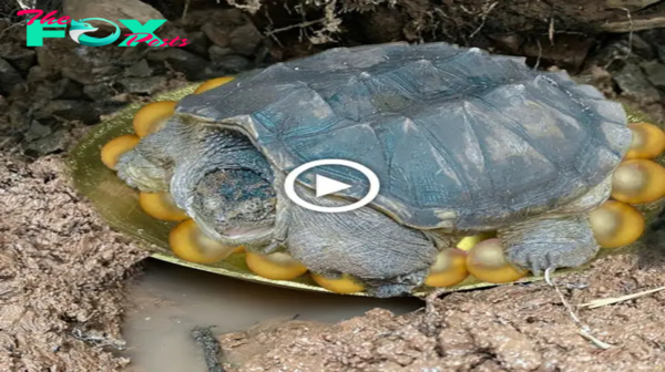 We Discovered Treasure Beneath the Giant Tree Protected by Giant Tortoises