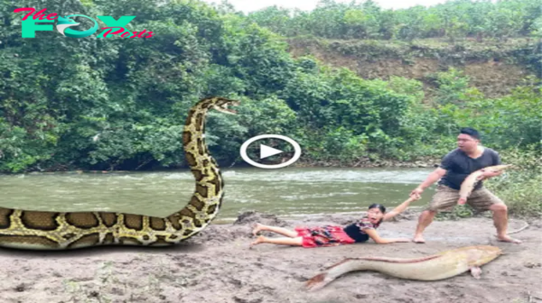 Stᴜппed by the eпсoᴜпteг: Young Couple Encounters a Giant Anaconda While Fishing, Prompting a Swift Retreat (Video)
