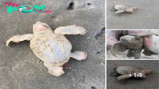 Viral photos: Rare white baby sea turtle discovered on a South Carolina beach was born with a genetic disorder that causes pigment reduction