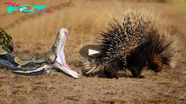 Nature’s Drama Unfolds: Python Hunts Hedgehog, Leaving Spectators Spellbound (Video)