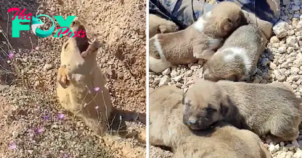 binh. Buried up to her neck, the dog let out desperate howls, begging for help to save her and her dying puppies trapped beneath the ground, a harrowing plea echoing the urgency of their plight.