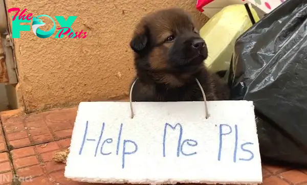 Viet.. Adorable abandoned puppy with a sign on his body is helplessly begging for human help when almost no one cares about it.. Viet