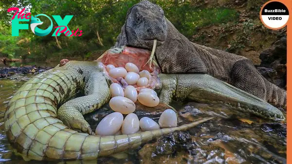 nha5.The huge lizard ate all the eggs in the crocodile nest without leaving any behind, driven by its insatiable hunger.