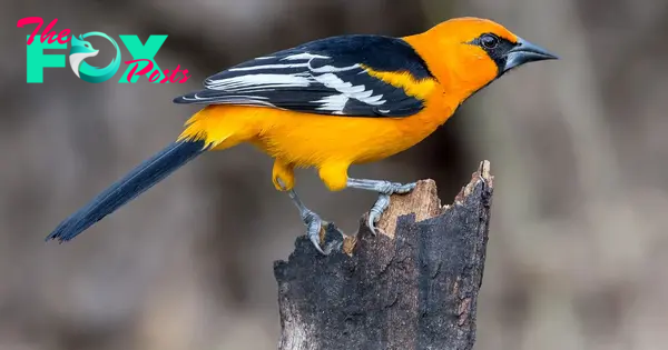b83.Enchanting elegance: The captivating beauty of the striped-backed oriole in its brilliant and striking feathers. Possessing a melodious melody, a masterpiece of nature’s perfect creation