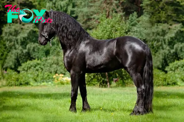 SY  “The Top 25 Magnificent Horses That Grace the Earth with Their Beauty”