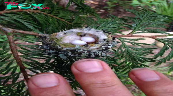 “Tiny Treasures: Hummingbird Nests, Fragile as Thimbles, Handle with Care”SK