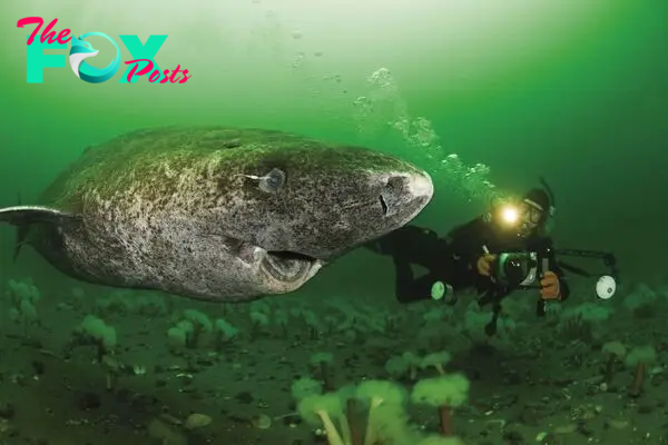 f.Millions of people are amazed by the groundbreaking discovery of a 500-year-old Greenland shark, born in the 17th century and found deep beneath the vast ice sheet.f