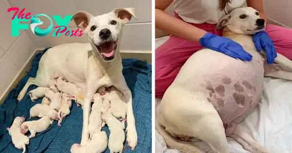 QT A pregnant mother dog, abandoned at our shelter, gave birth to 14 adorable puppies
