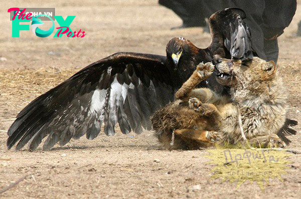 “Confronting Brutality: An Eagle’s Surprise Attack Causes a Critical Situation, Pushing a Dog into a Zone of Fear”