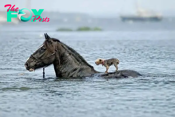 The special friendship between the poor dog and the brave guide horse that carries the dog across the dangerous river