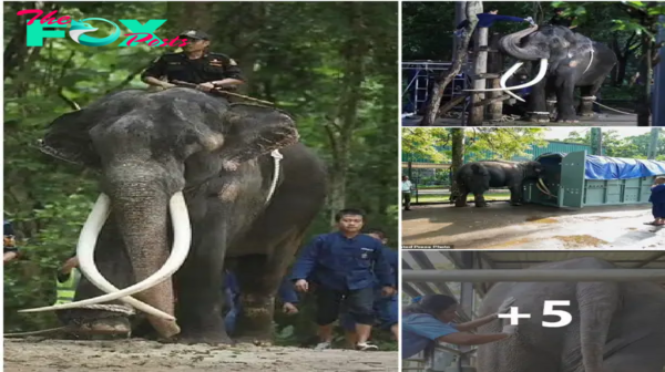 Elephant’s Healing Journey from Sri Lanka to Thailand Inspires Hope