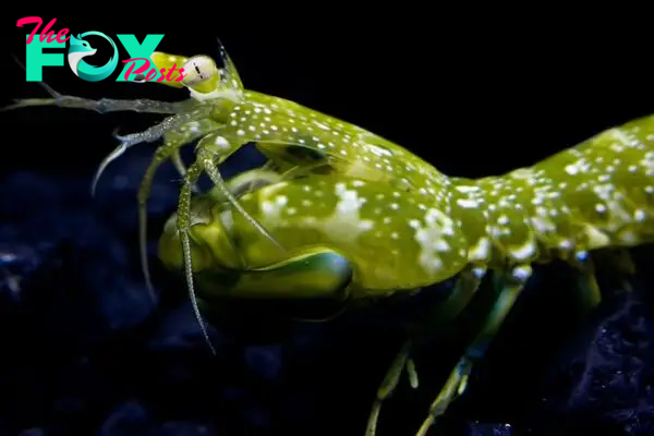 Natural Sunscreen Explains Mantis Shrimp's Amazing UV Vision