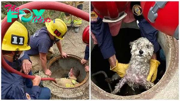 kem.It took several hours for the rescue team to successfully rescue the dog stuck in the sewer, making viewers extremely admire the brave spirit of the rescue team.