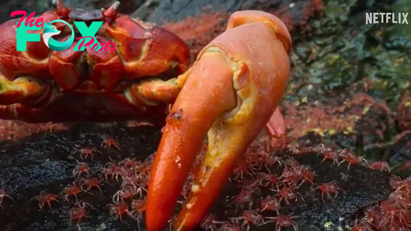 Watch cannibal crab gobble up baby crablets in Australia in David Attenborough's 'Our Planet II'