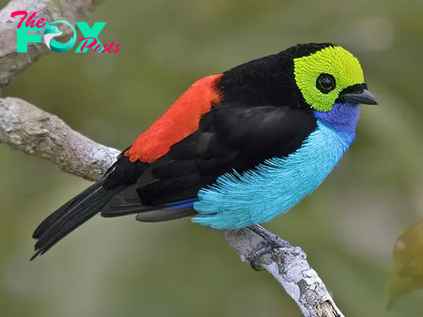 B83.Glimpses of Exquisite Majesty: The Paradise Tanager, a Jewel in the Rich Tapestry of the Rainforest