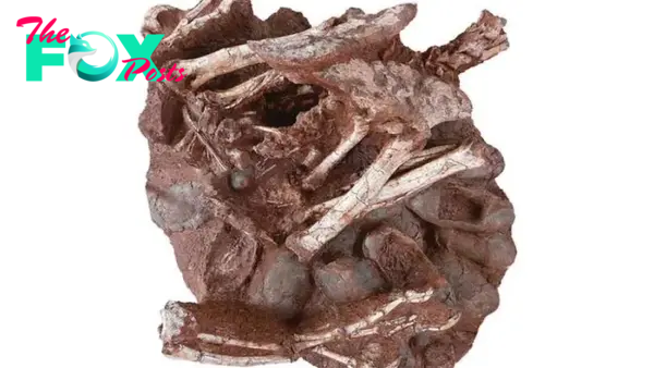 Aww The world’s first fossil discovered shows dinosaurs sitting on nests like birds