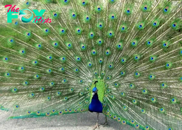 B83.The Enduring Allure of the Asian Peacock – A Colorful Tapestry Woven Through Centuries of Cultural Admiration