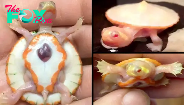 nht.Check out this amazing albino baby turtle born with its heart outside its body!