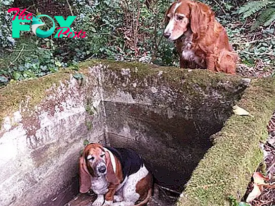 “Abandoned in a Pit: Dog Waits More Than 5 Days in Loneliness and Despair”