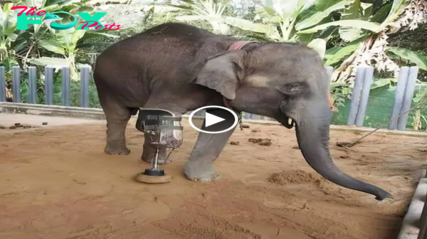 The elephant’s joy is evident as he takes his first steps on his new legs.