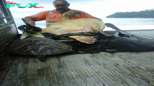 S16 Acts of Kindness: Greymouth Resident Rescues Turtles from Local Market, Sets Them Free in the Ocean S16