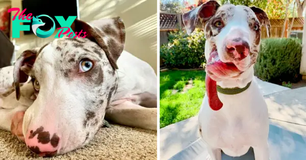 “The Beauty Within: A Dog with a Deformed Face Finds Love and Care from a Loving Family”