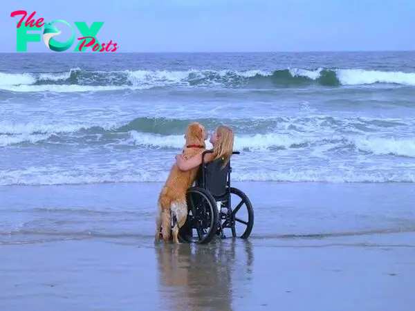 kem.In the warm friendship of the loyal dog Foxy fulfilled his owner’s dream of seeing the sea by gently pushing the wheelchair along the beach.