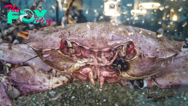 More than 10 billion snow crabs starved to death off the coast of Alaska. But why?