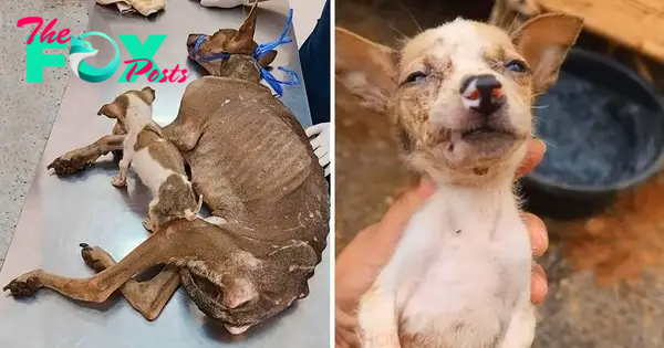 qq “Eyes of Despair: The Emaciated Mother Dog’s Heartfelt Plea for Her Pup’s Life and Hope”