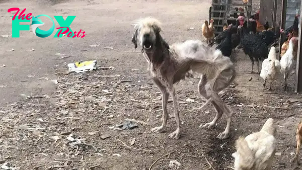 “A Moment of Hope: Abandoned Dog and Chicken, Emaciated and Desperate, Waiting for Help for Years”