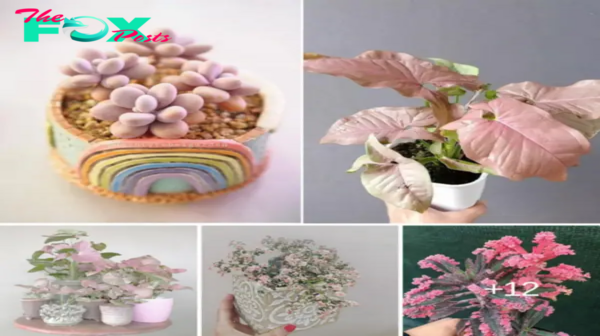 Elevate Your Room’s Appeal with the Most Attractive Pink Houseplant. nobita
