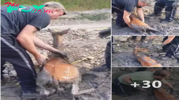 Amazing action 3 brave men work together to rescue a baby deer trapped in a swamp defenseless