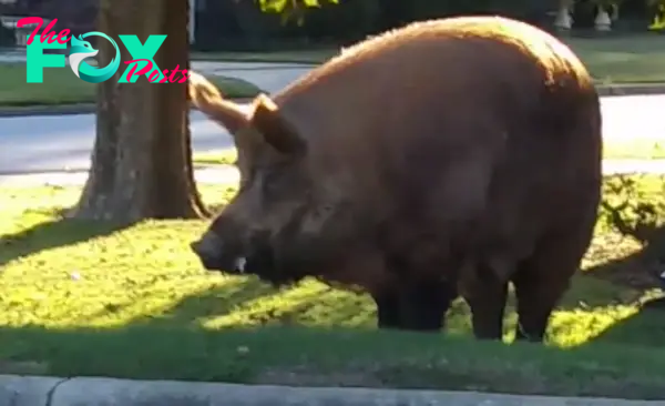 h. “A Daring Saga Unfolds: American Man Traverses City Streets with a Colossal 1200-Pound Wild Boar, Setting Off an Intense and Riveting Pursuit”