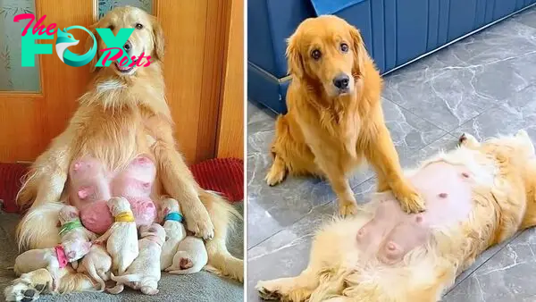 “What Makes a True Friend: A Golden Retriever’s Story of Taking Care of His Newborn Wife”