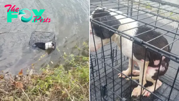 “The Story of the Abandoned Dog: Rescue on the Water and Love from a Kind Girl”