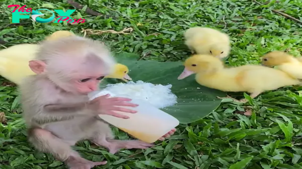 f.Melt your heart when the monkey lovingly takes care of the duckling.f