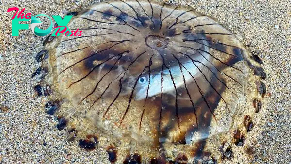 Translucent jellyfish, with fish trapped inside it, washes up on UK beach