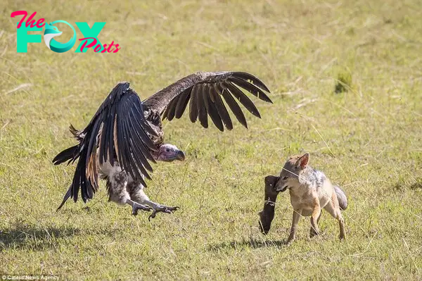 Vultures ɩoѕe miserably to jackals as they сomрete for wildebeest legs for lunch.nb