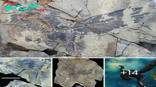 Avian Spectacle: 161-Million-Year-Old Dinosaur Unveils Rainbow of Shiny Feathers, Found in Remarkable Discovery in China