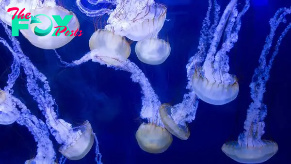 Why are thousands of stinging jellyfish crowding the Rhode Island coast?
