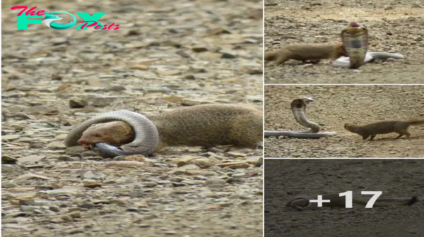 WATCH: Brave slender mongoose takes dowп snouted cobra in just 2 minutes ‎