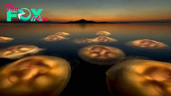 Photo trickery captures ethereal jellyfish 'ballet' in Spanish lake