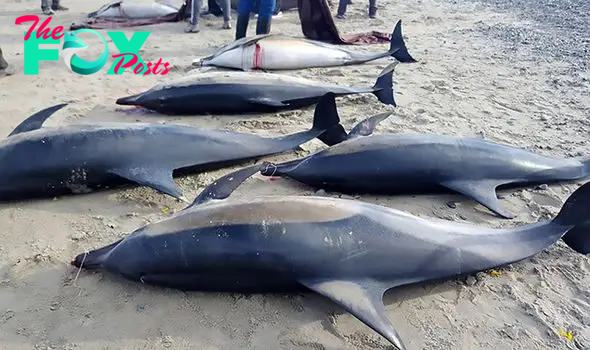 SR “Deciphering the Mystery: Stranded Group of Short-Beaked Dolphins Found Along Argentina’s Coastline” SR