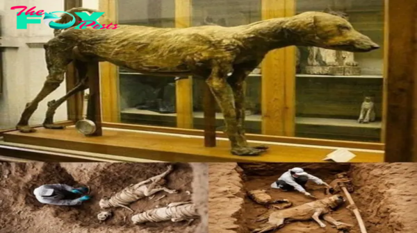 Mυmmy of Pharaoh Ameпhotep’s Beloved Dog, Preserved for 3,500 Years