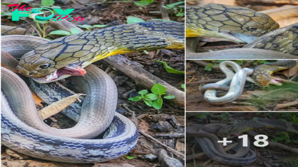 The сгᴜeɩ һᴜпtіпɡ moment of a king cobra compared to its smaller counterpart ‎